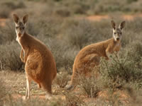  kangaroos