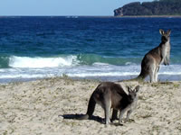  roos at the beach