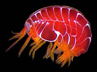 marine invertebrate