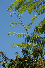 Picture of Ferns