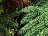 Image fern