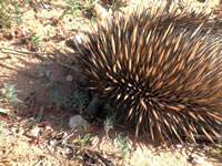  echidna